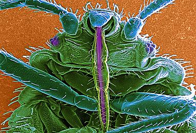 奥德赛卡珊德拉或在《刺客信条：影》登场 活了2000年